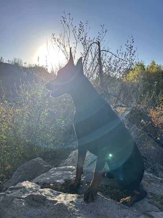 Доберман для вʼязки