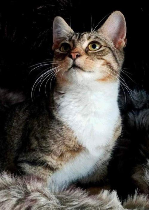 10- kociaków szuka domku