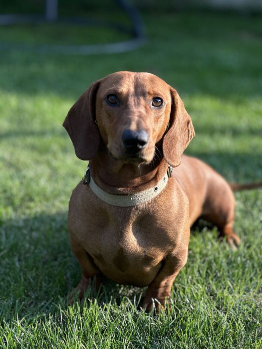 Такса хлопчик для вʼязки