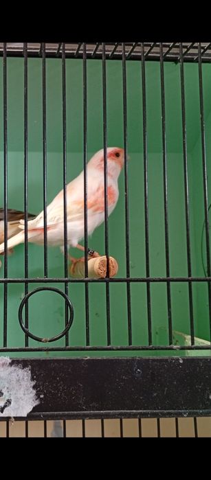 Canários arlequins 2025