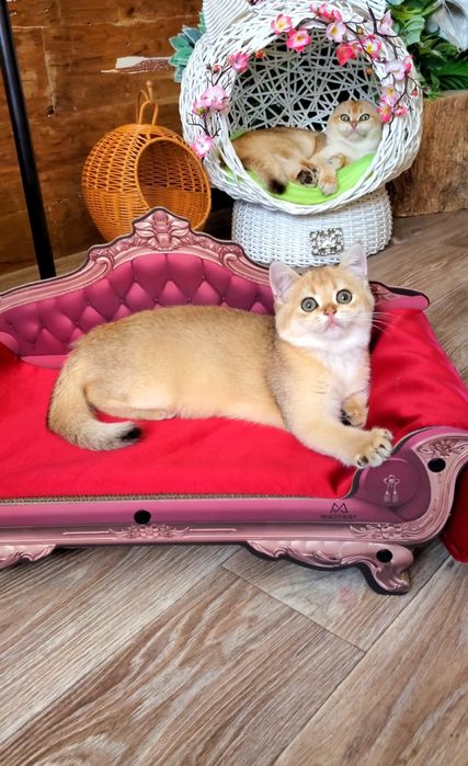 Нежные малыши для души. Котята золотая шиншилла.