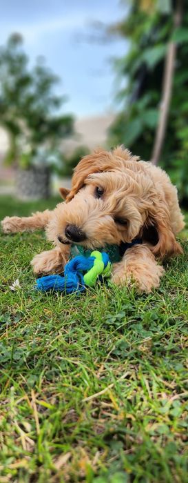 Labradoodle piesek