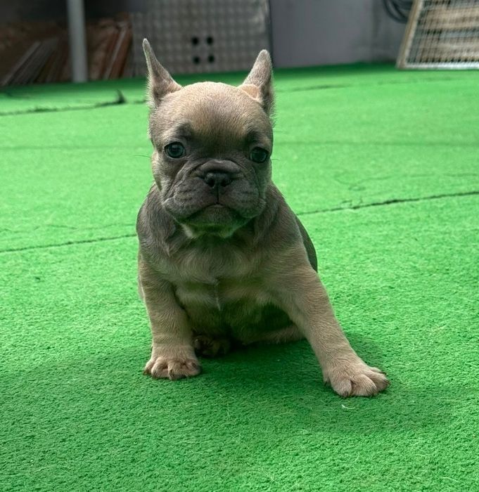 Bulldog francês fêmea blue fawn