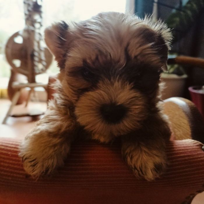 Samiec Yorkshire terrier biewer/ocean Pearl