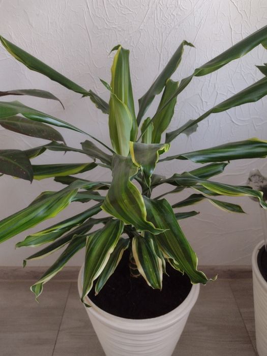 Dracena - juka. Kwiatek doniczkowy
