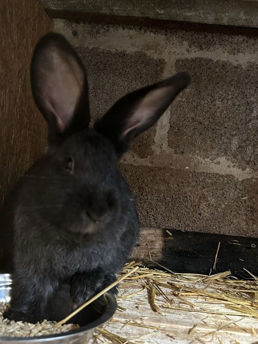 Продам кроленят 2,5 місяця