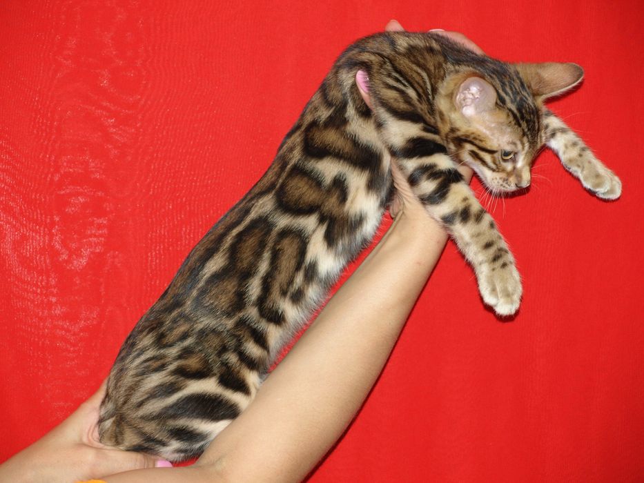 Бенгальські котята