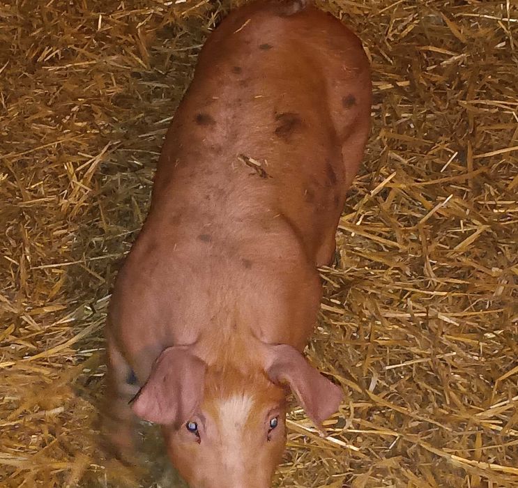 Prosięta, super mięsność duroc x pietrain