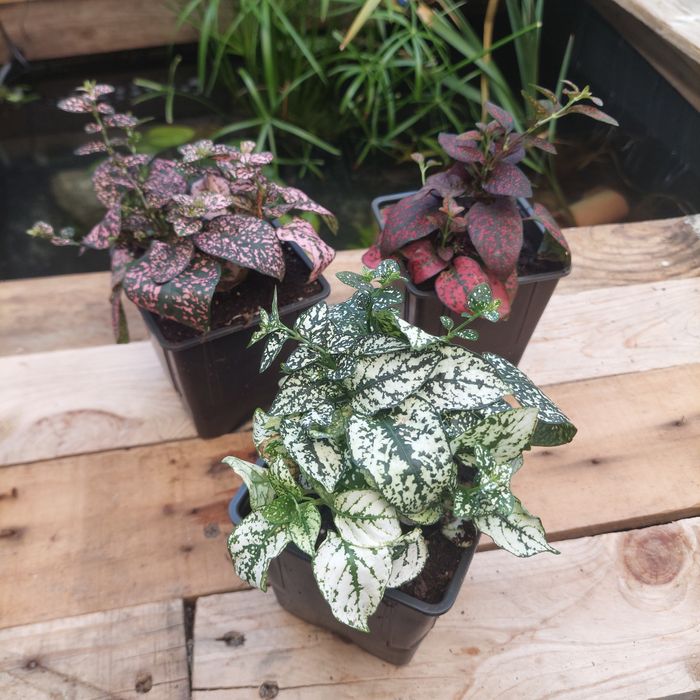 Plantas para terrarios