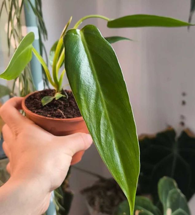 Philodendron Spiritus Sancti