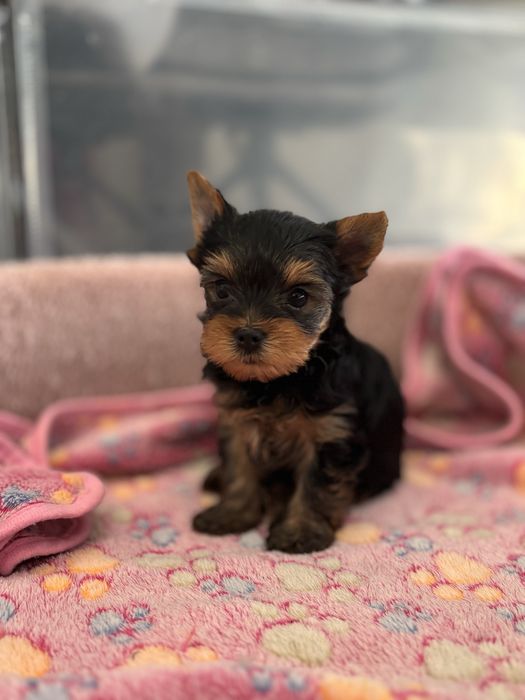 Piesek Yorkshire terrier mini