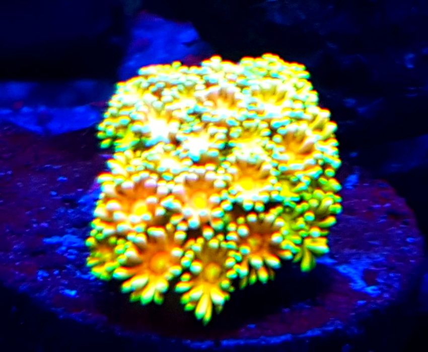 Goniopora Yellow . Koralowiec LPS . Akwarium morskie