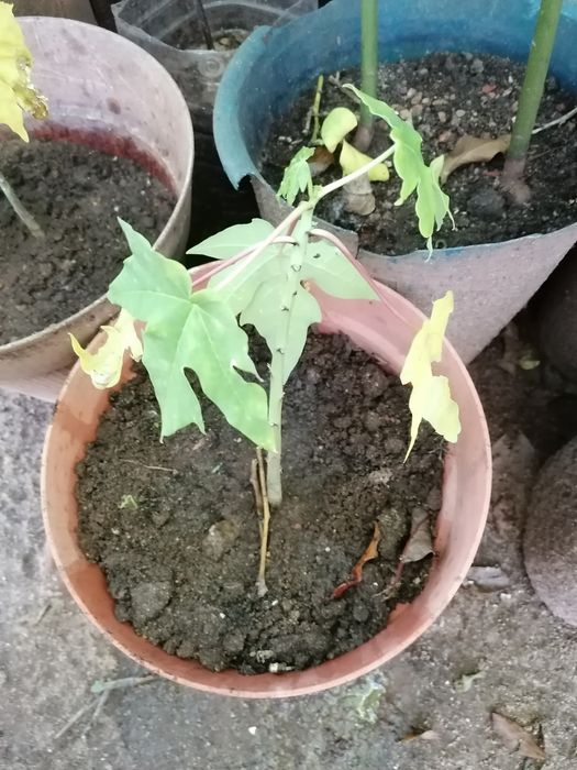 Vendo árvores nespereira, romanzeira, papaia, abacateiro