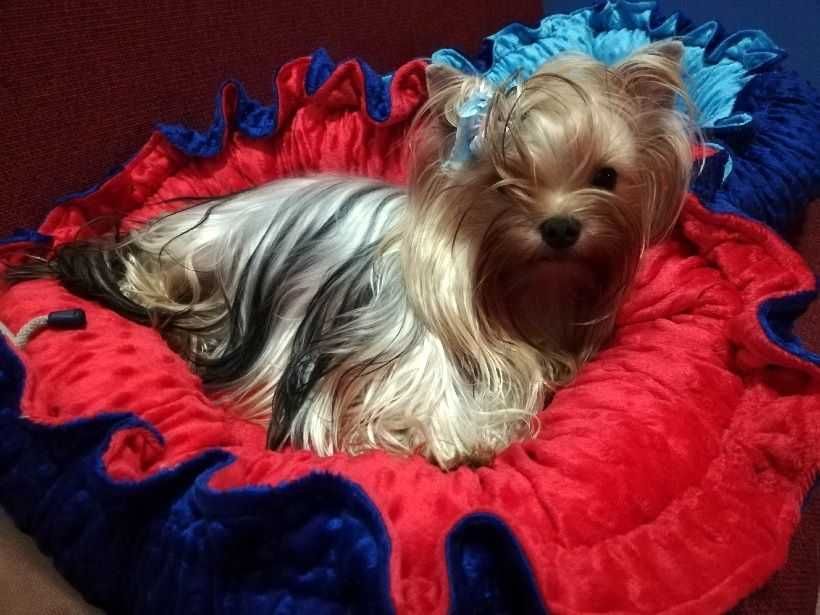 Yorkshire Terrier ZKwP FCI suczka