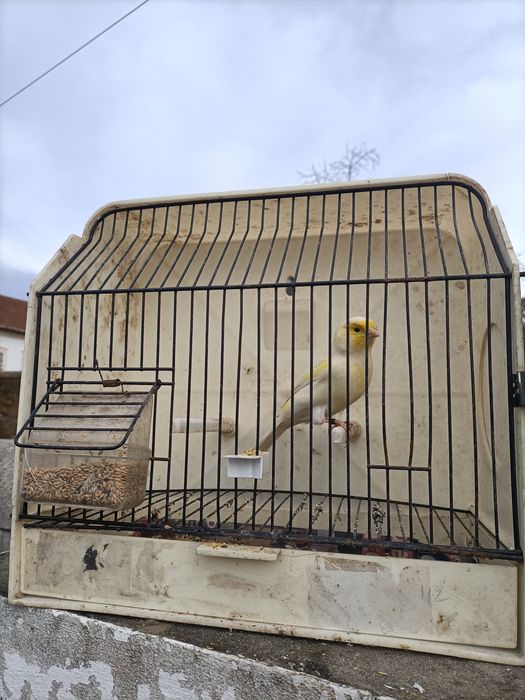 Canários para dispensar