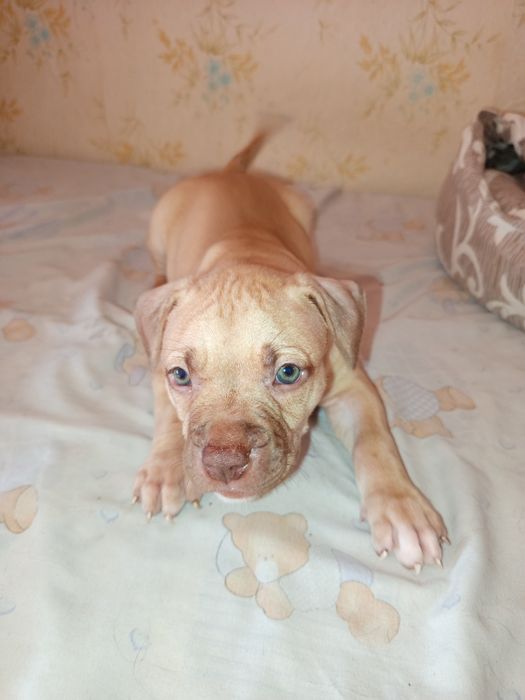 Американский питбуль ищет дом