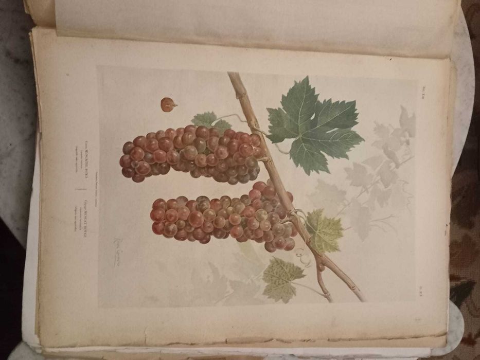 Portugal Vinicole 1900, Cincinatto Da Costa, Exemplar numerado