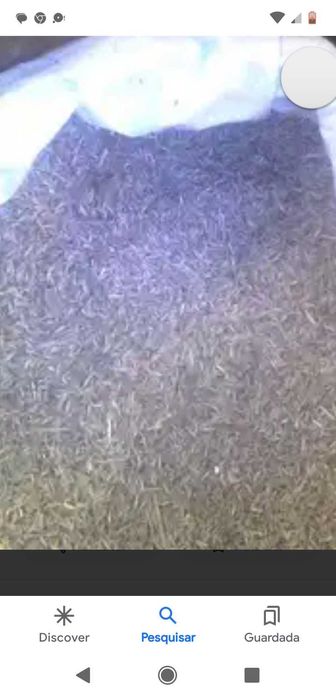 Semente de azevem perene  folha larga e de sete anos