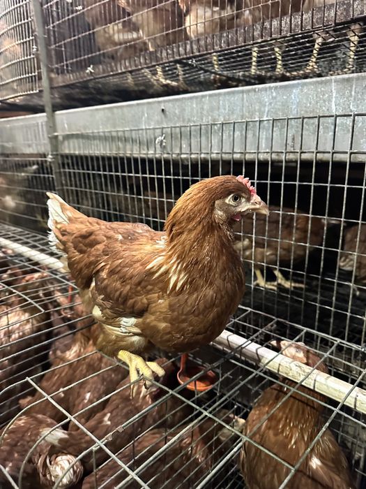 Несучка Ломан Браун