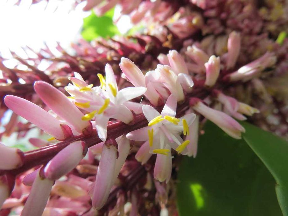 Canon PowerShot SX240 HS - Цифровий фотоапарат