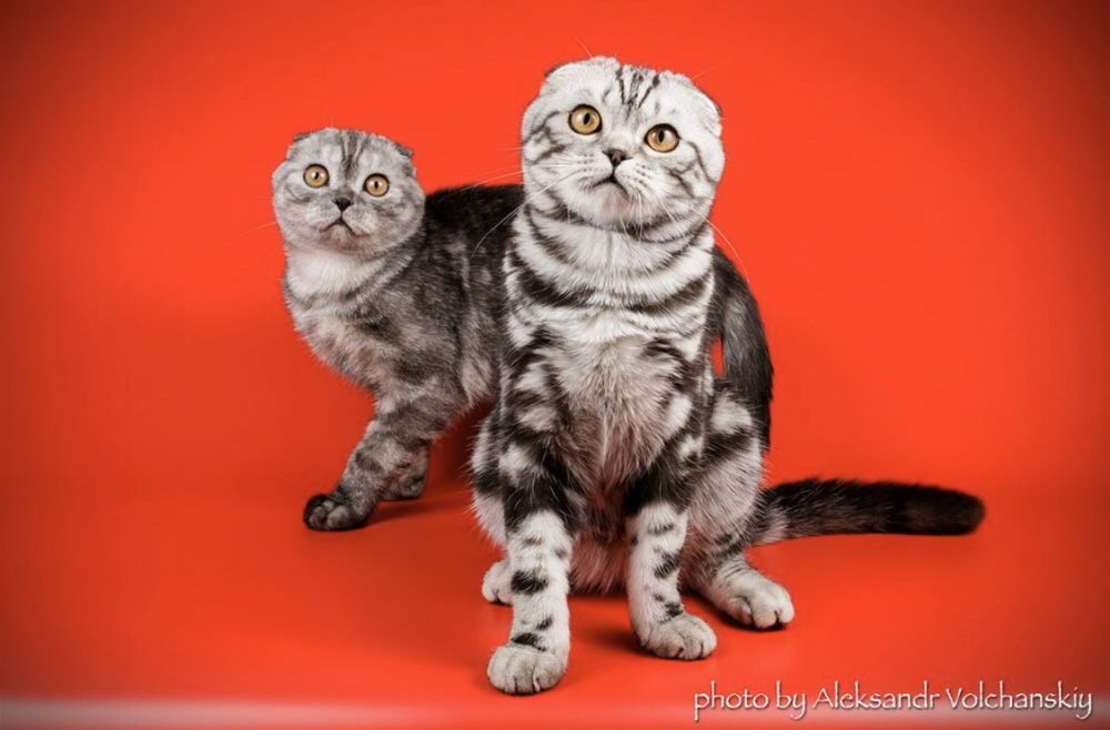 Вязка Шотландский кот