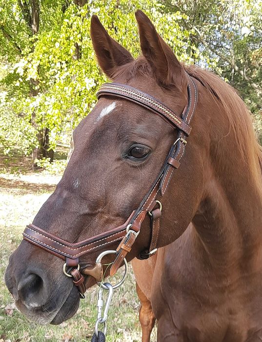 Уздечка на коня вуздечка кантарка оголовье на лошадь кінь збруя.