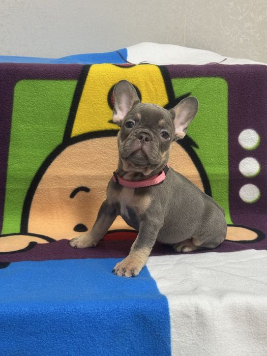 Віп цуценята французького бульдога