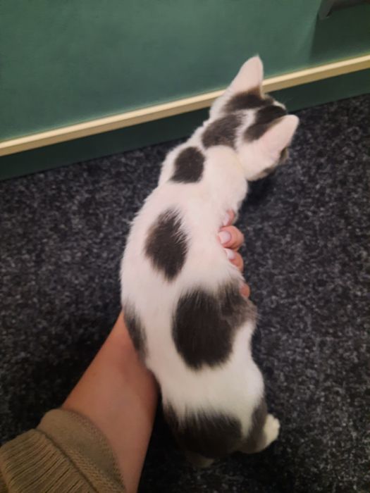 Кошеня безкоштовно