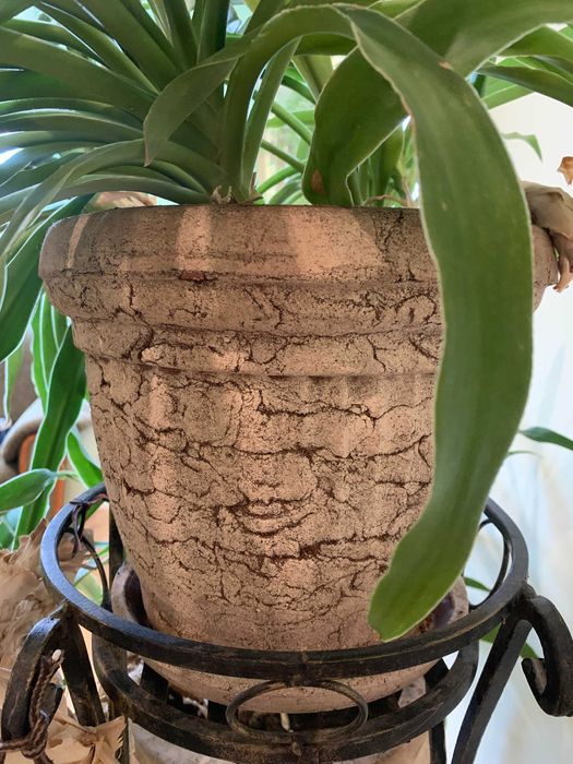 ЮККА домашня з кованою підставкою на 5 квітів