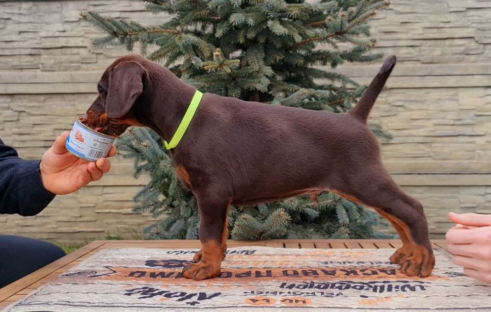 Отличные щенки добермана . Питомник КСУ-FCI.Купировка и доставка  есть