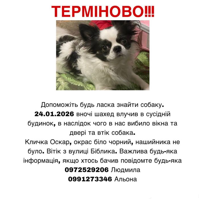 Пропала собака чихуахуа