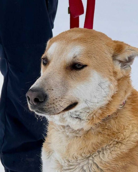 Куб, метис, шукає дім