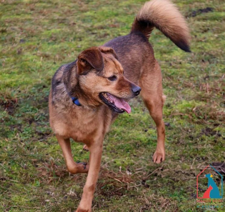 Nieduży, bardzo kochany piesek do adopcji