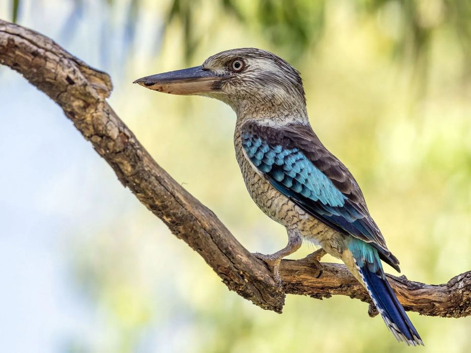 Kookaburra-de-asas-azuis