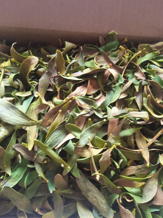 Jemioła suszona .100g