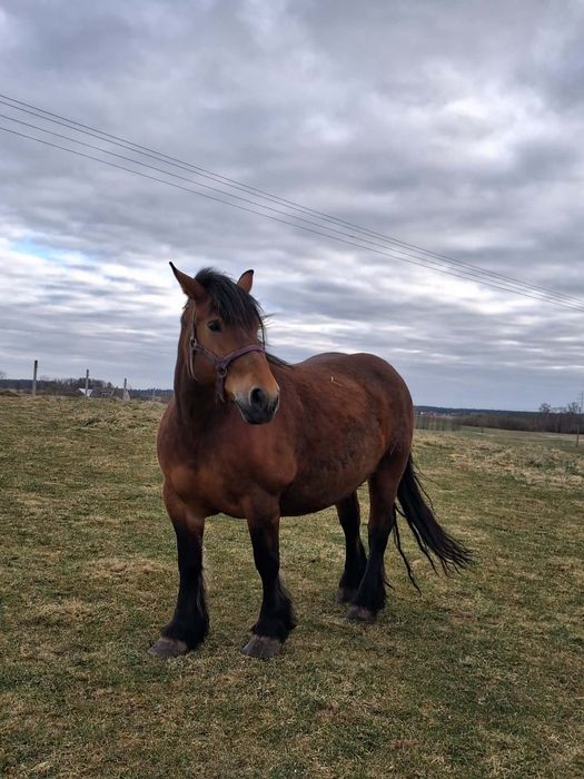Klacz zimnokrwista źrebna