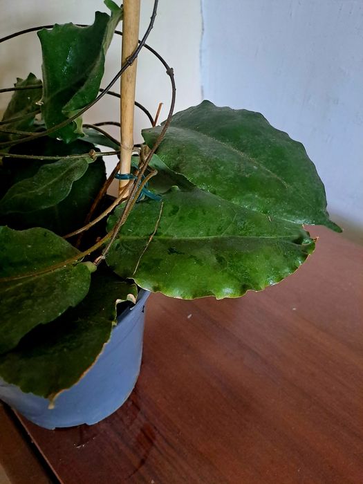 Hoya versteegii hoja
