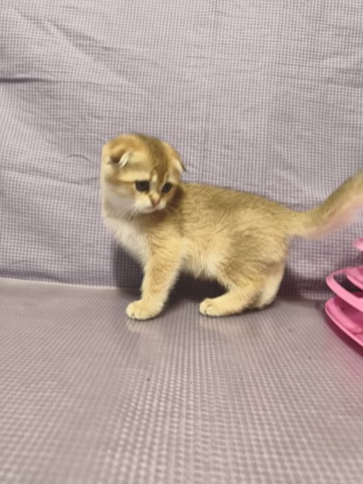 Золоті шиншилли кошенята