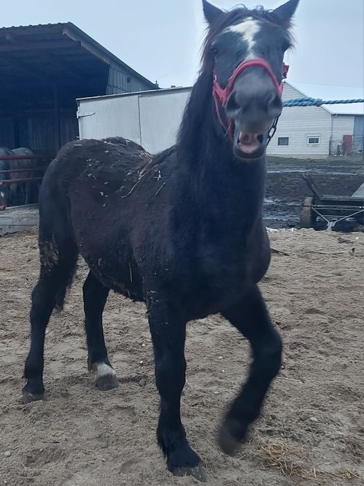 Zrebowki zimnokrwiste