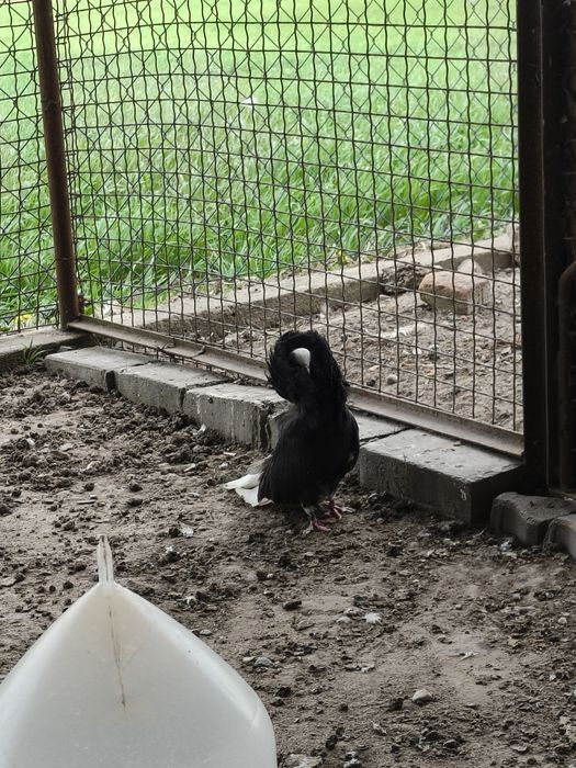 Perukarze, gołębie ozdobne
