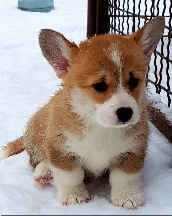 Дівчінка вельш коргі пемброк
