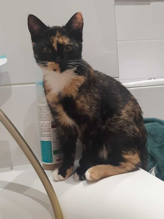 Adoptuj Shirę! – Twoją nową partnerkę do wspólnego czytania książek.