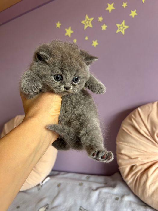 Gatinho Scottish Straight