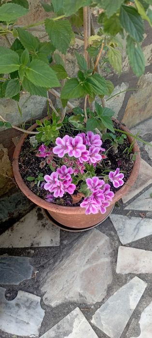 PLANTAS DE INTERIOR E JARDIM