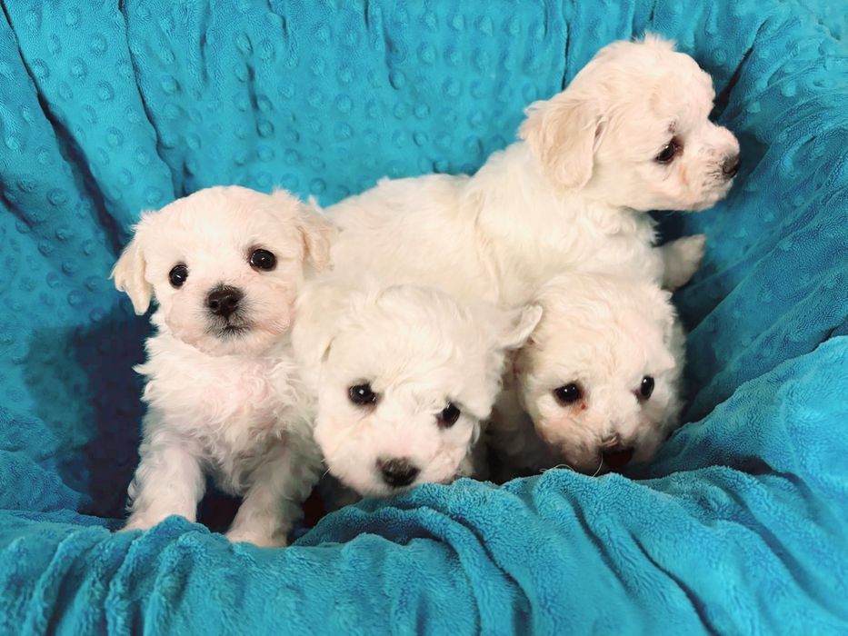 Szczenię Bichon Frise-metryka zkwp fci