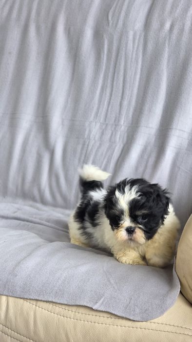 Shih-tzu macho disponível
