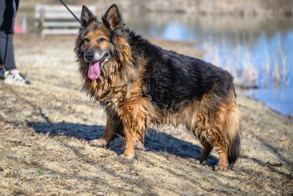 Babuleńka Ważka - owczarkowata suczka o smutnych oczach poleca się do adopcji
