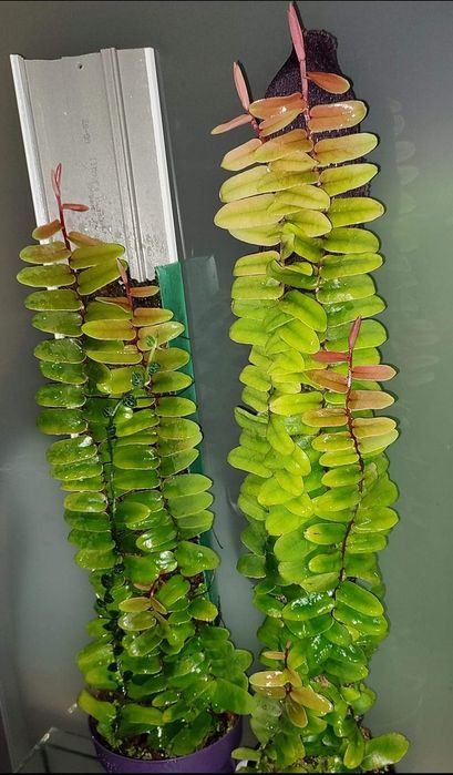 Marcgravia sintenisii rzadkie pnącze tropikalne terrarium paludarium