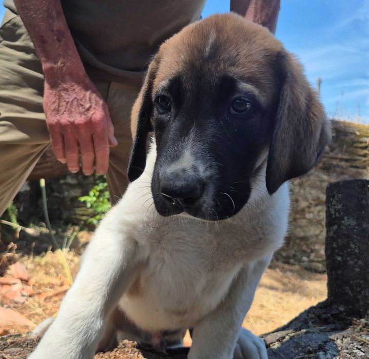Cachorro de Cão de Gado Transmontano com LOP e afixo da Casa de Lancastre