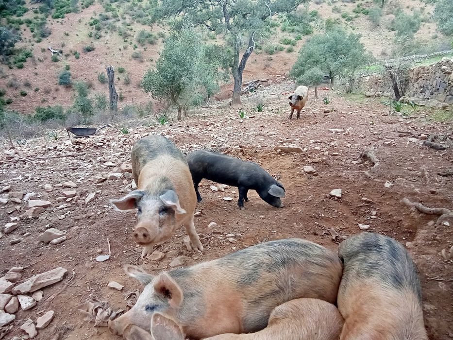 Leitões e porcos